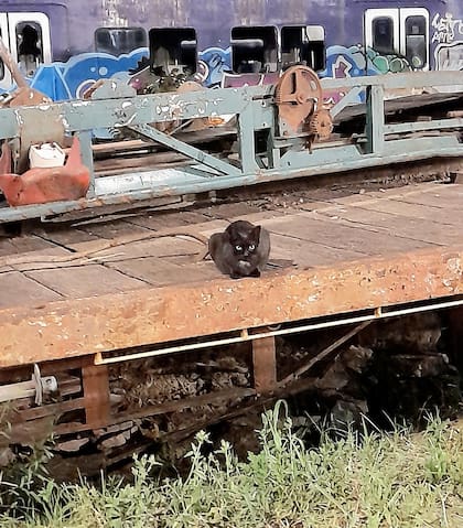 Salem se ponía en guardia y bufaba.