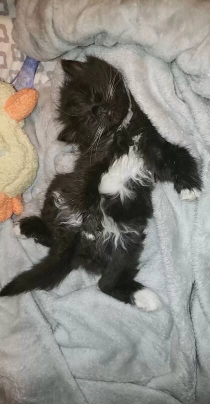 Salem se recuperó y se convirtió en un gato pícaro e inteligente.