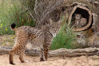 Saliega, nacida en libertad en Sierra Morena en 2002, junto a sus crías Camarina y Castañuela, nacidas en 2006 en el Centro de Cría del Lince Ibérico El Acebuche, Parque Nacional de Doñana