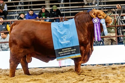 Salió Reservado Gran Campeón Macho en las Nacionales