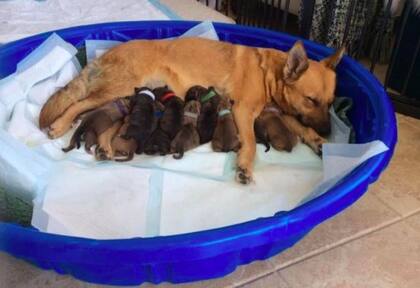 Sally, una de las perras que tuvo 10 cachorros tras ser rescatada