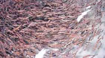 Salmones de aproximadamente 20 gramos, en un tambor de cultivo