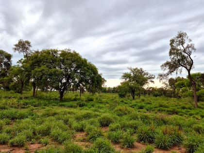 Salta destina 1,4 millones de hectáreas a la producción agropecuaria en diferentes cultivos