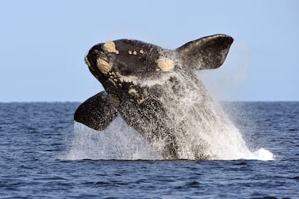 Salto espectacular de una ballena en las aguas del golfo.