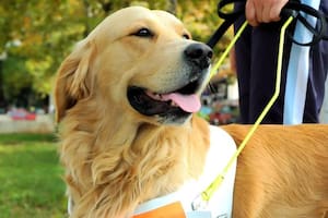 La emocionante historia del perro labrador que salvó la vida de un hombre ciego en las Torres Gemelas