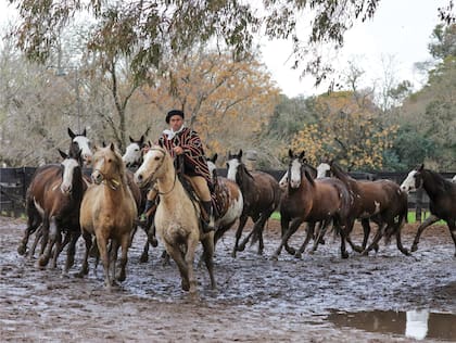 Salvador Ulloa, que también juega al polo y es criador, al frente de su tropilla.