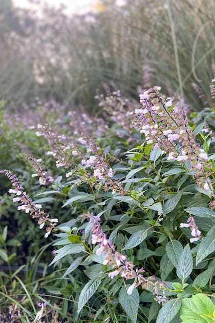 Salvia ‘Waverly’