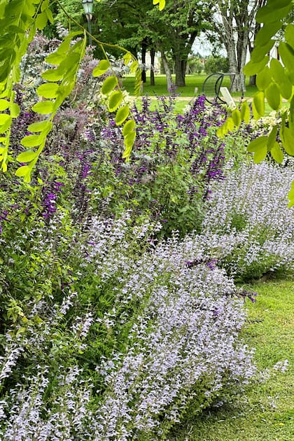 Salvia 'Nelson'.