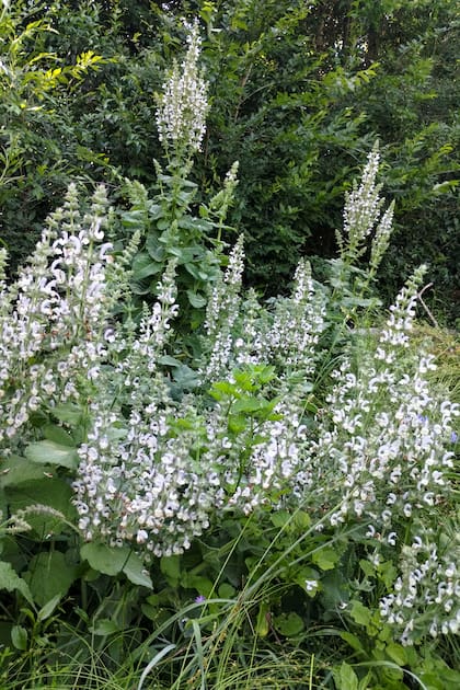 Salvia desoleana, perfecta para suelos secos y sol pleno