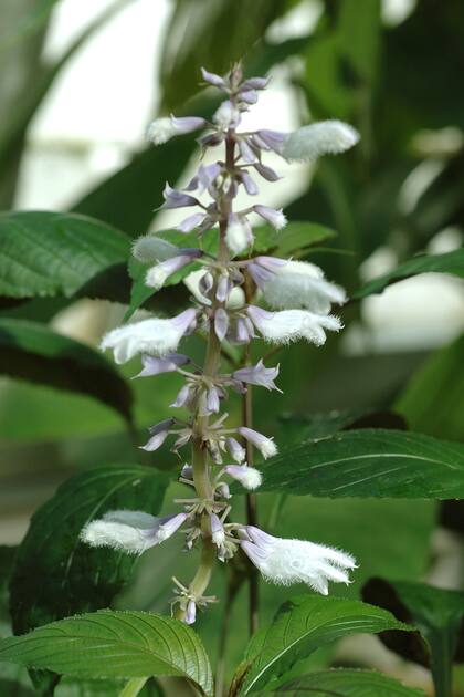 Salvia divinorum o salvia de los adivinos: algunos países la prohibieron; otros, como Argentina, aún no la regulan explícitamente, pero su distribución está cada vez más vigilada