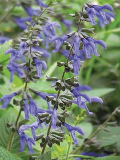 Salvia guaranitica, o salvia azul.