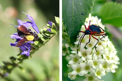 Salvia guaranitica y Sambucus australis, poderosas para atraer pequeños insectos y polinizadores