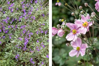 Salvia 'Lavender Dilly Dilly' y Anémona japónica rosada.