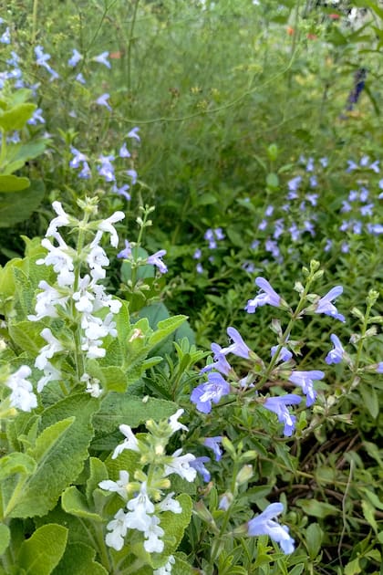 Salvia muirii y Salvia repens, de origen sudafricano.