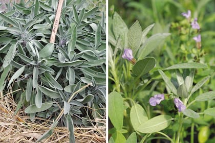 Salvia. Su forma redondeada y el color grisáceo de su follaje la vuelven protagonista en cualquier diseño con plantas aromáticas.