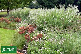 Cuáles son las flores que todos quieren tener