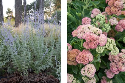 Salvia yangii (antes Perovskia atriplicifolia) y Sedum spectabile