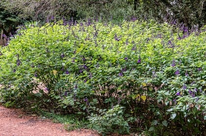 Salvias: fáciles, resistentes y con floraciones espectaculares