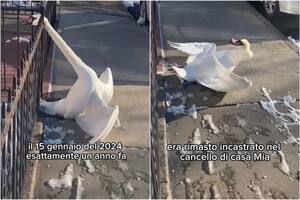 Salvó a un cisne que quedó atrapado en las rejas de su casa y ahora el ave no se despega de él