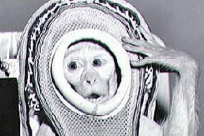 Sam, uno de los pocos monos que, a finales de los cincuenta, viajó al espacio y sobrevivió