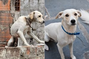 La historia de Samir, quien gracias a la segunda oportunidad de una familia, logró otra vida