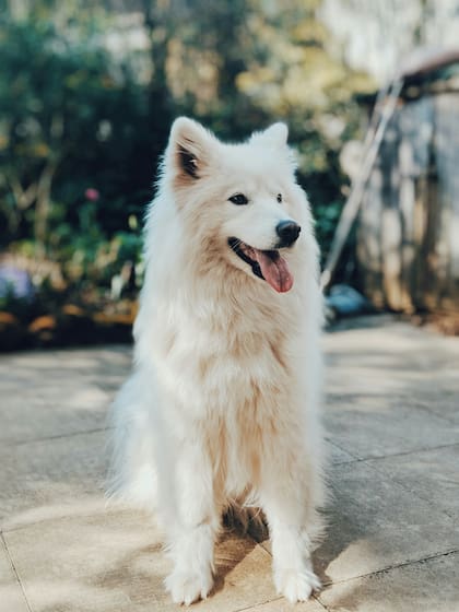 Samoyedo