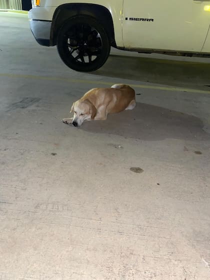 Samson, como bautizaron al perro, estaba triste y confundido.