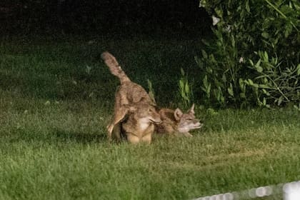 San Diego fue escenario del ataque de un coyote salvaje