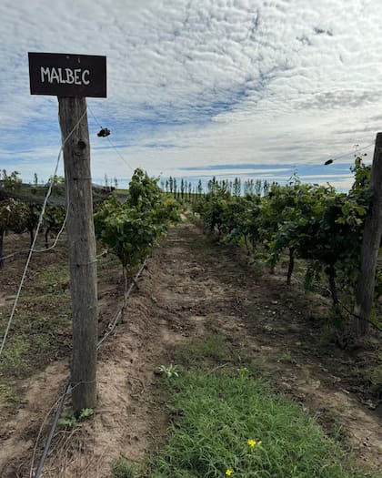 San Félix Wines es otra de las grandes apuestas para este verano