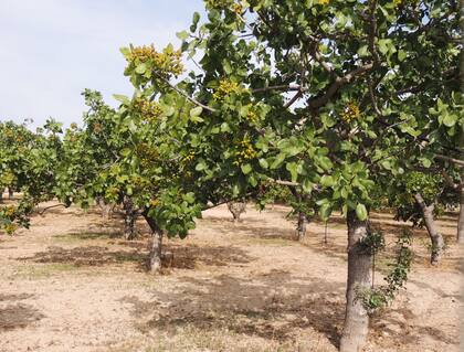San Juan es referente en producción