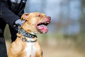 San Juan: una nena de nueve años murió tras ser atacada por un pitbull