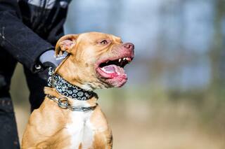 Escándalo en Chubut: dos concejalas se enfrentaron por un pitbull que mató a un gato