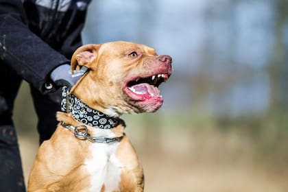 La raza pitbull es popular por sus numerosos casos de violencia