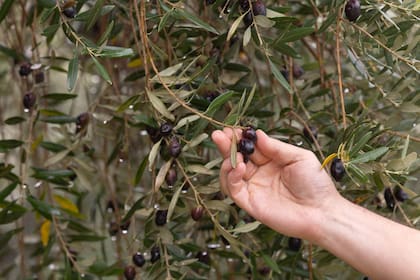 San Juan y Mendoza son referentes en la producción, pero Río Negro también busca un lugar