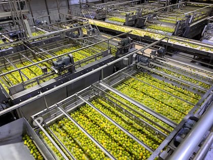 San Miguel es uno de los principales productores de limón