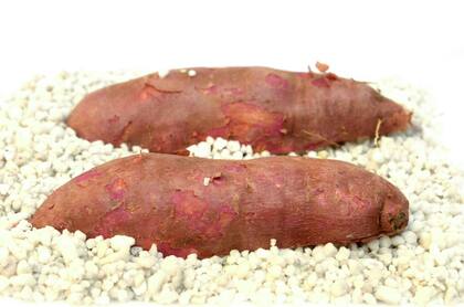 Sanas y cortadas longitudinalmente, las batatas se pueden cultivar sobre una cama de perlita