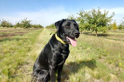 Sancho, quien nos acompañó en la caza virtual