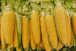 S&P Global estima superficie dedicada al maíz en EE.UU. en 95,2 millones de acres en 2026