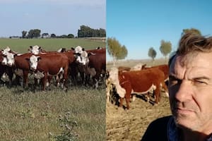 Alimenta las vacas con un cultivo espectacular, pero poco difundido