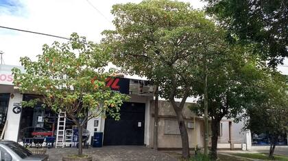 Sangre de drago (Croton urucurana). Foto Gentileza: César Massi