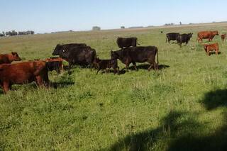 Cinco claves para pasar de una cría de 64% de terneros logrados al mínimo de 80%