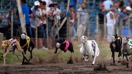 Sanos y cuidados, en plena competición