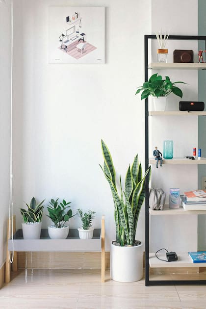 Sansevieria o lengua de suegra es la reina absoluta de las plantas todoterreno