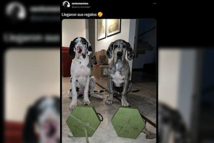Santi mostró a sus perros con los regalos (Foto Twitter @santumaratea1)