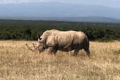 Santiago Del Giudice ve un rinoceronte en un safari en Kenia