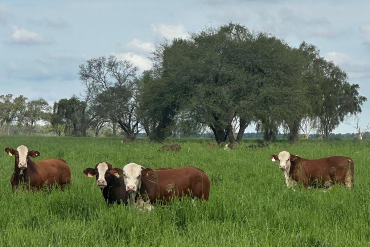 Joya productiva del norte: Santiago del Estero tuvo con el agro su mayor exportación de los últimos diez años