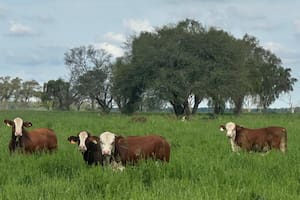 Santiago del Estero tuvo con el agro su mayor exportación de los últimos diez años