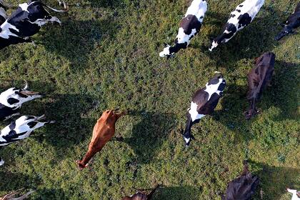 Saracco posee 150 vacas en ordeñe