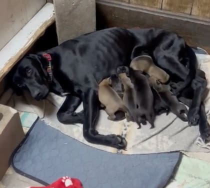 Sarah y sus cachorros se están mejorando de su cuadro de salud (Foto: The Dodo)