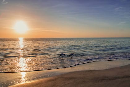 Sarasota ofrece grandes atractivos naturales y una comunidad muy involucrada en asuntos de agenda pública